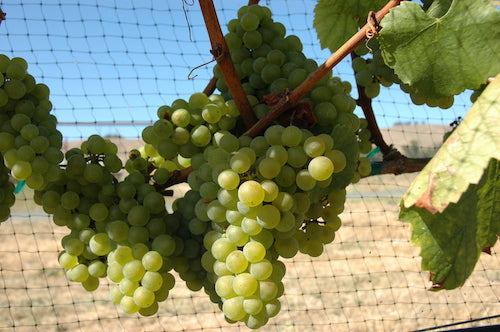 Whole Bunch Wines Guide to Chardonnay