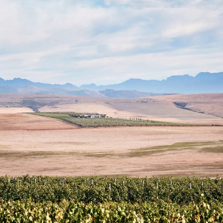 A Whole Bunch Wines Guide To Gabriëlskloof