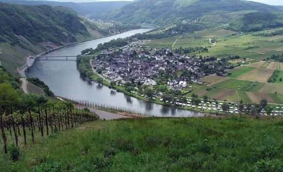 Whole Bunch Wines Guide to Riesling