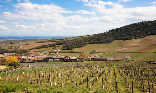 Whole Bunch Wines Guide to Sauvignon Blanc