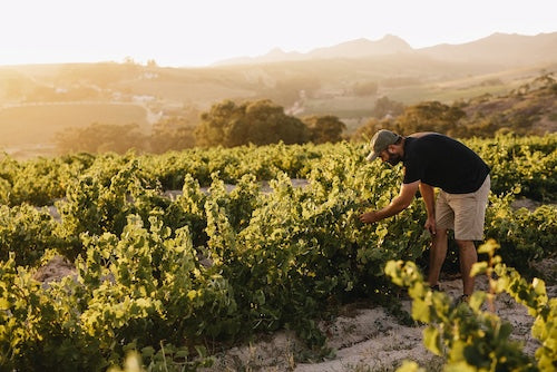 Whole Bunch Wines Guide to Thorne and Daughters