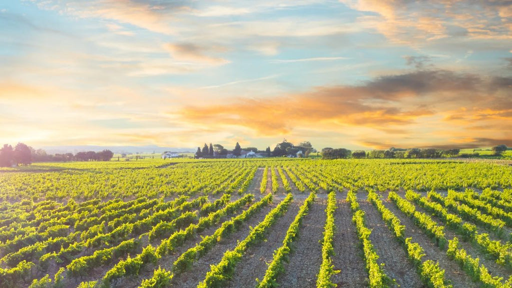 The Whole Bunch Wines Guide To Grenache